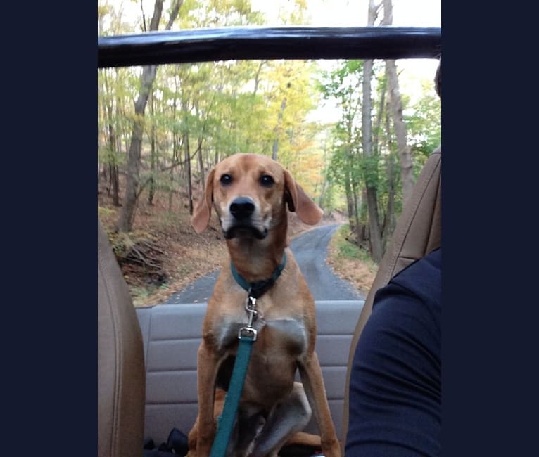 Charlie, an American Foxhound and Mountain Cur mix tested with EmbarkVet.com