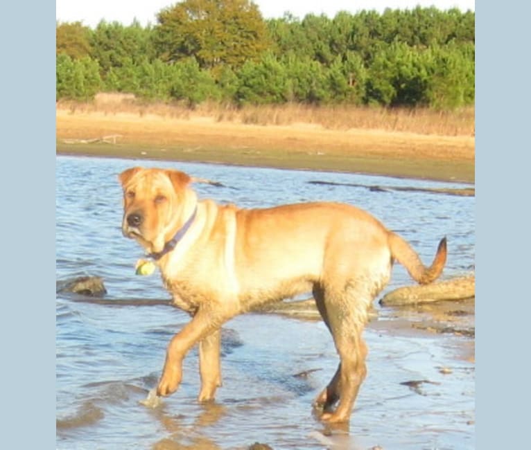 Jing, a Chinese Shar-Pei and Labrador Retriever mix tested with EmbarkVet.com