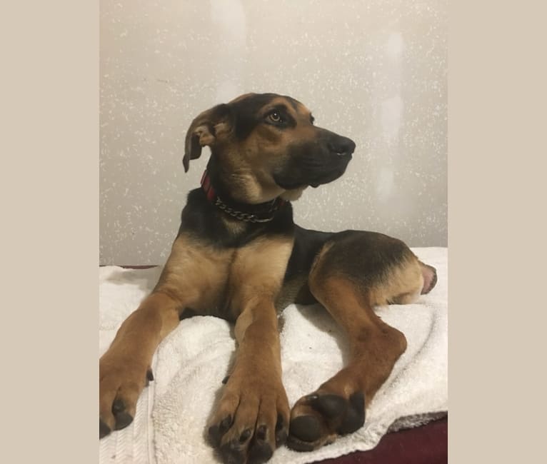 Jake Finn, a Catahoula Leopard Dog and German Shepherd Dog mix tested with EmbarkVet.com