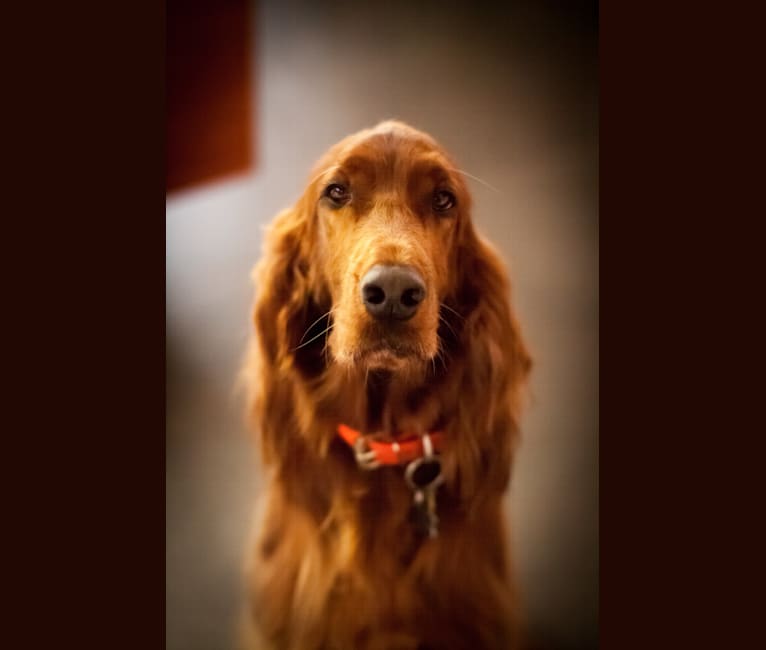 Summer, an Irish Setter tested with EmbarkVet.com