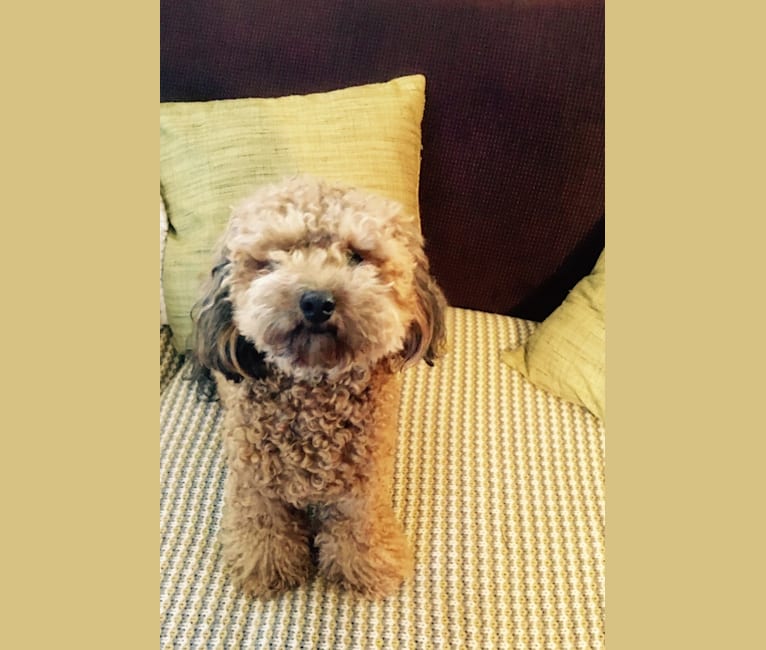 Teddy, a Poodle (Small) tested with EmbarkVet.com