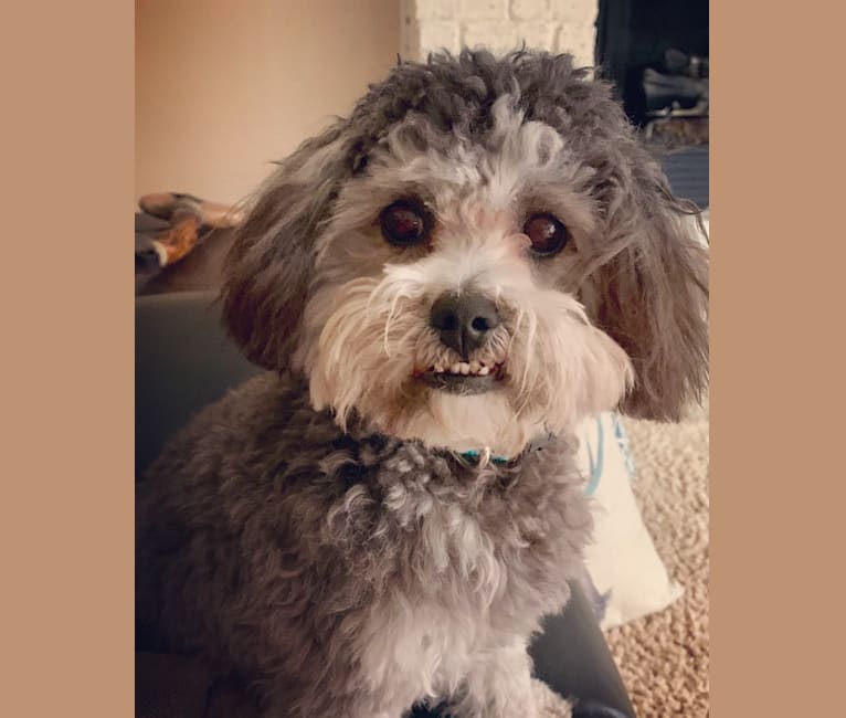 Bear, a Poodle (Small) and Shih Tzu mix tested with EmbarkVet.com