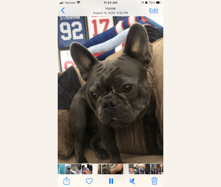 Photo of Blu, a French Bulldog  in California, USA