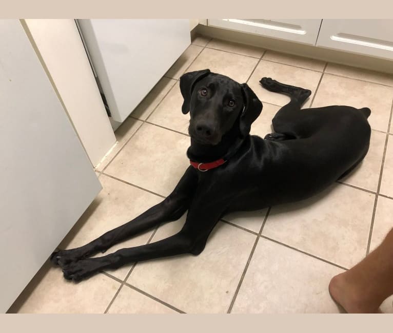 Crow, a Doberman Pinscher and Weimaraner mix tested with EmbarkVet.com