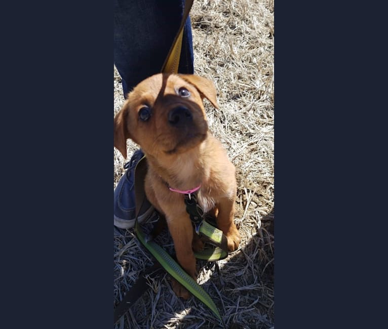 Embark Dog DNA Test Breed