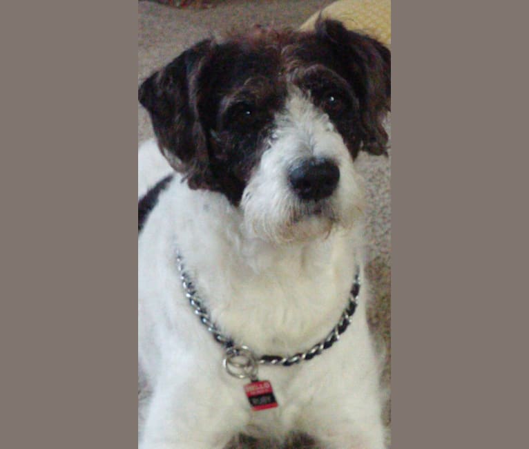 bull terrier poodle mix