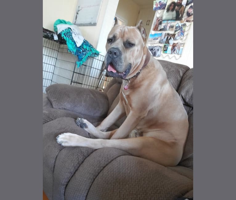 Dredd, a Cane Corso tested with EmbarkVet.com
