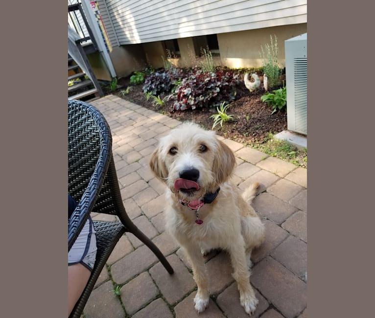 DeeDee, an American Foxhound and Poodle (Standard) mix tested with EmbarkVet.com