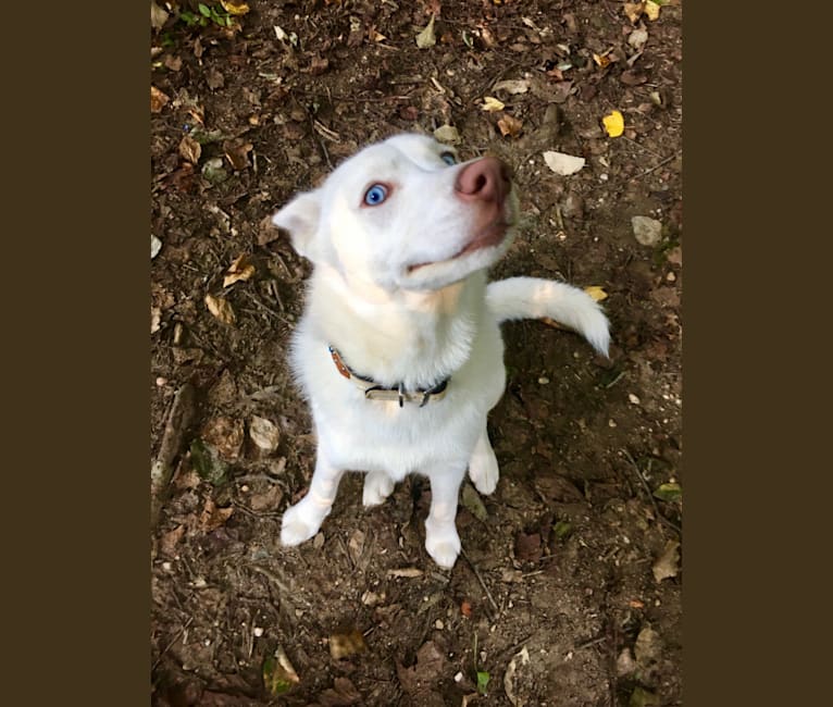 Tikaani, a Siberian Husky tested with EmbarkVet.com