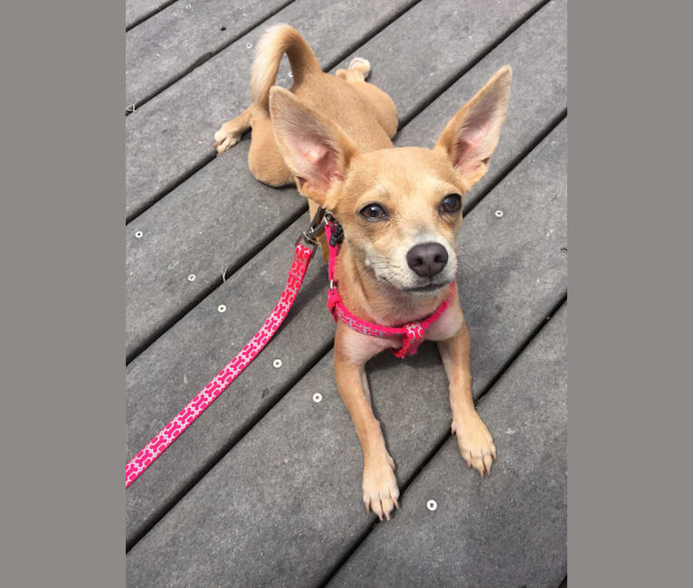 Photo of Ivy, a Chihuahua and Russell-type Terrier mix in Florida, USA