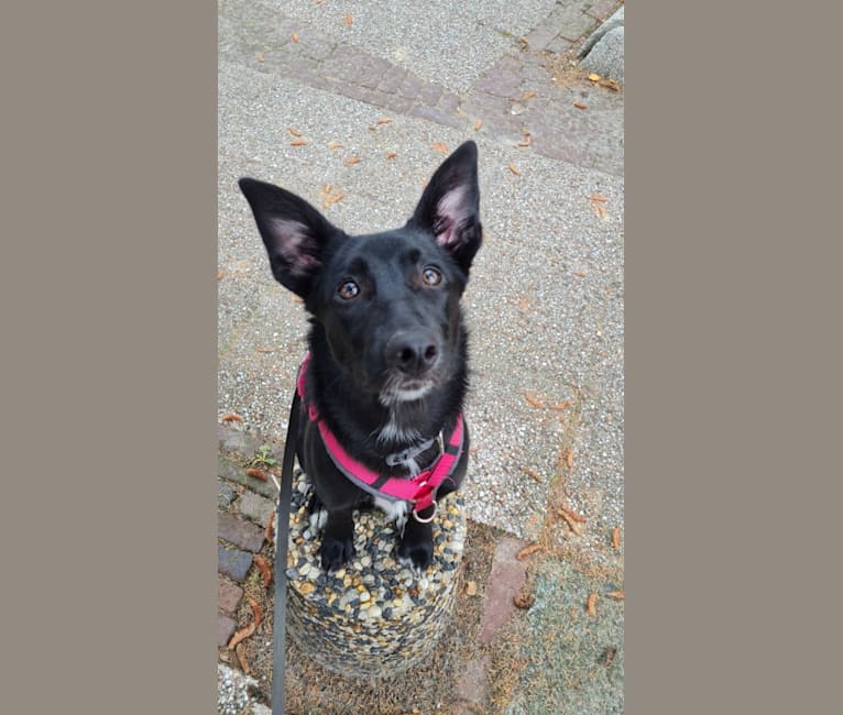 Dutch shepherd cross deals