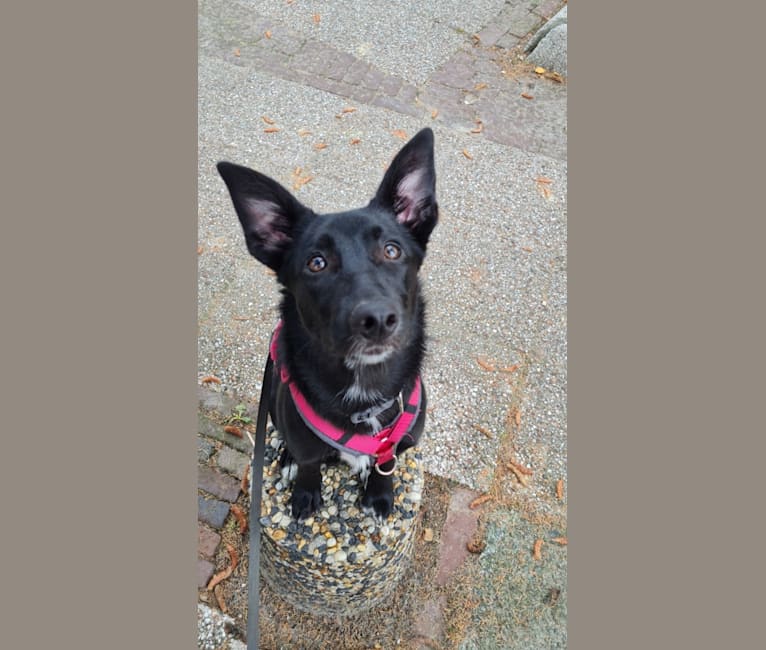 Yuri, a Border Collie and Dutch Shepherd mix tested with EmbarkVet.com