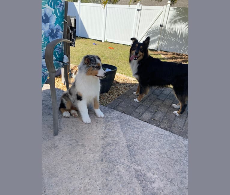 Bailie (Skyecoves Boss Dog is Out Of This World), an Australian Shepherd Group tested with EmbarkVet.com
