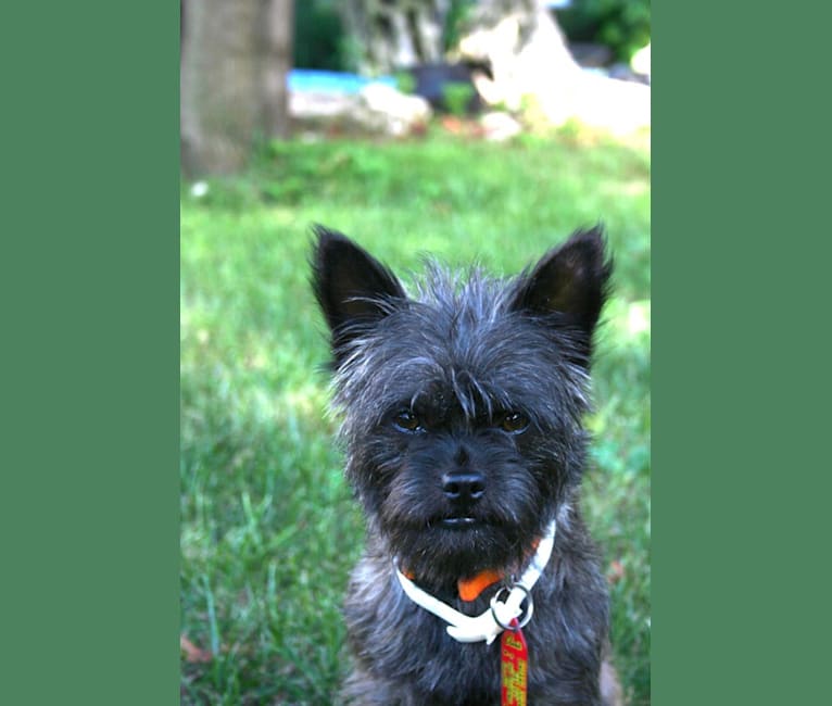 Roundy's, a Chihuahua and Brussels Griffon mix tested with EmbarkVet.com