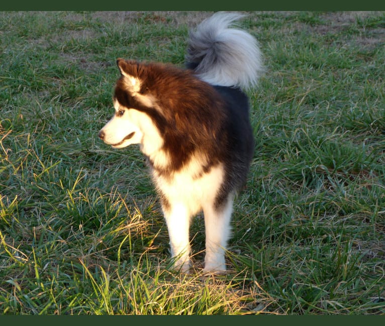 "NEO" NOVEL SIBERIAN'S SLEIGH RIDE, a Siberian Husky tested with EmbarkVet.com