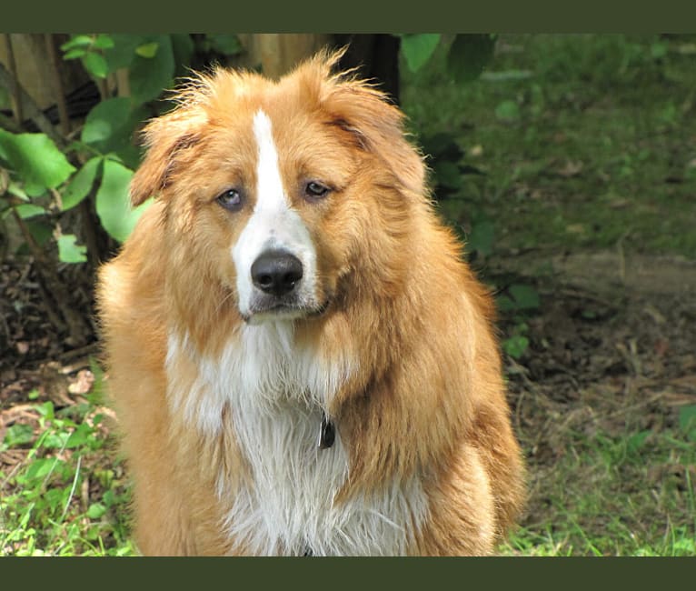 Milo, an Australian Shepherd and Border Collie mix tested with EmbarkVet.com