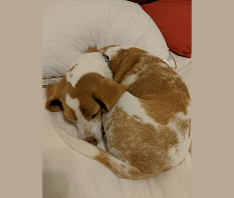 Isla, a Beagle tested with EmbarkVet.com
