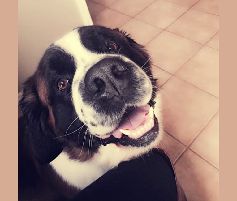 Bear, a Saint Bernard tested with EmbarkVet.com