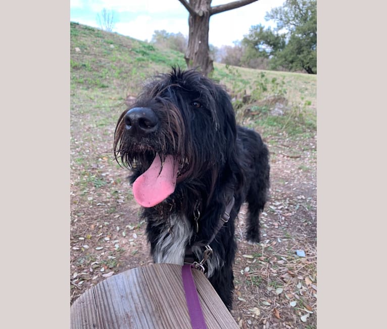 Magpie, a Labrador Retriever and Romanian Mioritic Shepherd Dog mix tested with EmbarkVet.com