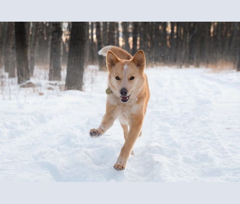 Luna, an Australian Cattle Dog and Golden Retriever mix tested with EmbarkVet.com