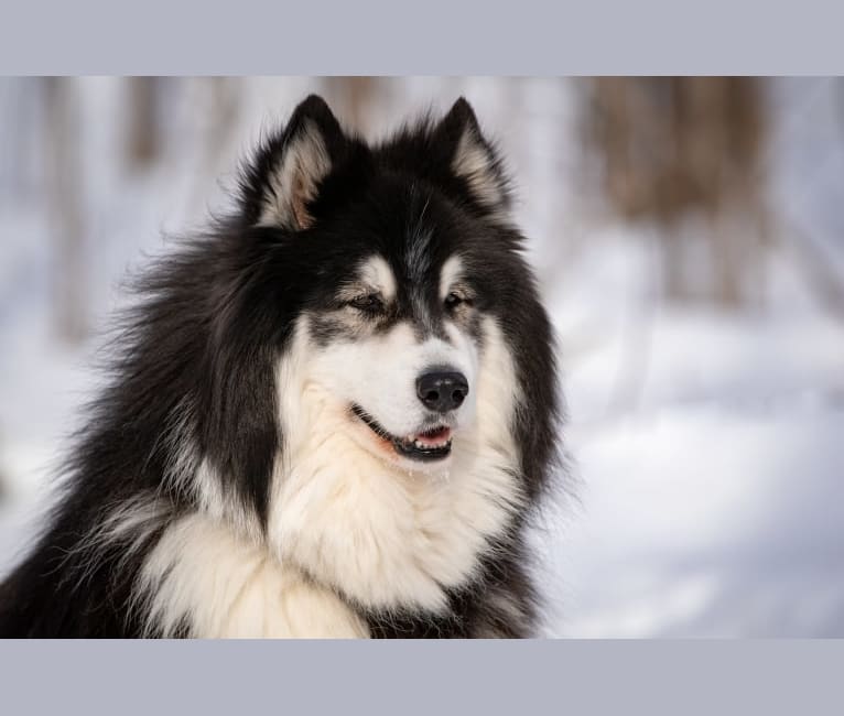 Nuvik, a Siberian Husky and Samoyed mix tested with EmbarkVet.com