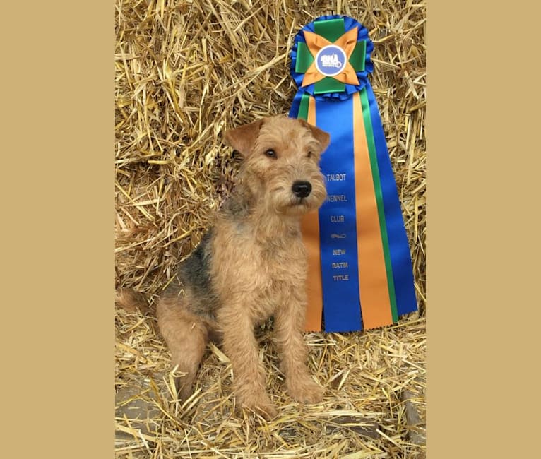 Phoebe, a Lakeland Terrier tested with EmbarkVet.com