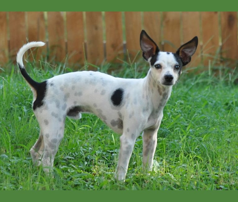 Half rat terrier half chihuahua sales