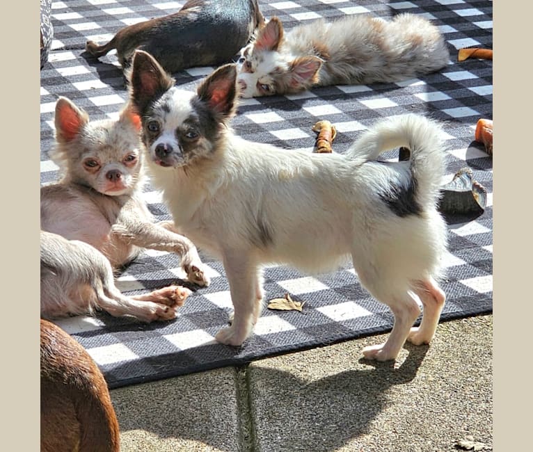 Melrose, a Chihuahua tested with EmbarkVet.com