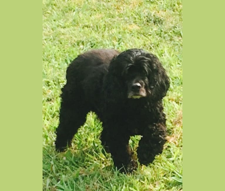 Photo of Marvin, a Cocker Spaniel  in Tupelo, Mississippi, USA