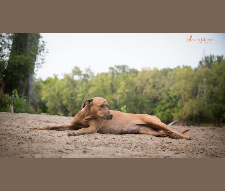 Daisy, a Rhodesian Ridgeback tested with EmbarkVet.com