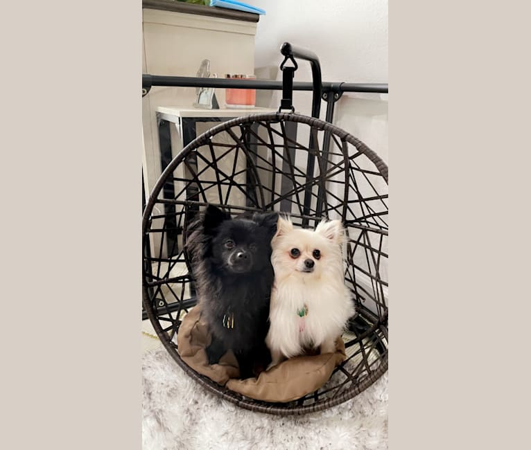 Kai, a Pomeranian tested with EmbarkVet.com