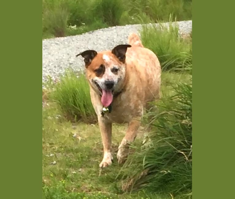 Asher, an Australian Cattle Dog and Russell-type Terrier mix tested with EmbarkVet.com