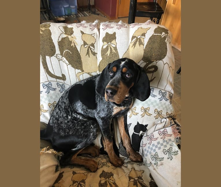 Stormy Night, a Bluetick Coonhound tested with EmbarkVet.com