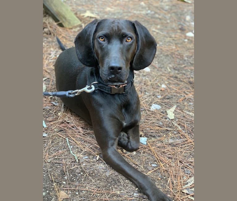 Coonhound spaniel mix online