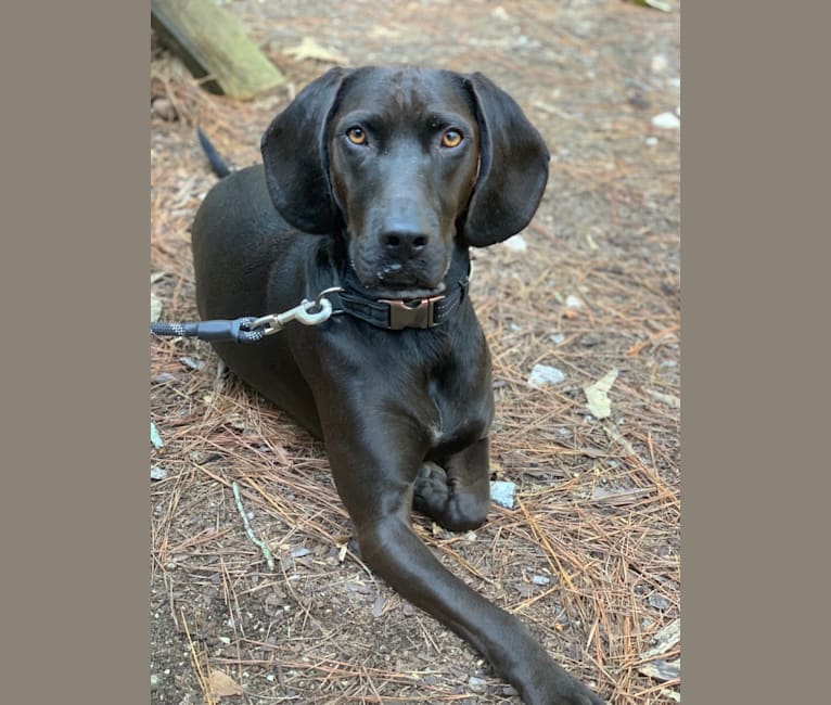 Moose, a Boykin Spaniel and Redbone Coonhound mix tested with EmbarkVet.com