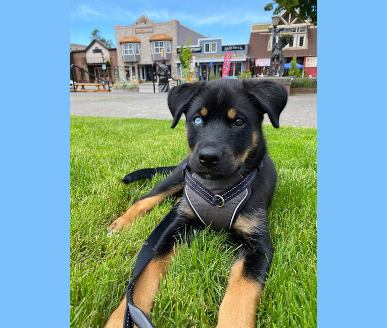 Goji, a Rottweiler and Siberian Husky mix tested with EmbarkVet.com