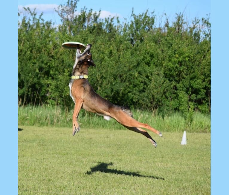 Blitz, a Belgian Malinois and Staffordshire Bull Terrier mix tested with EmbarkVet.com