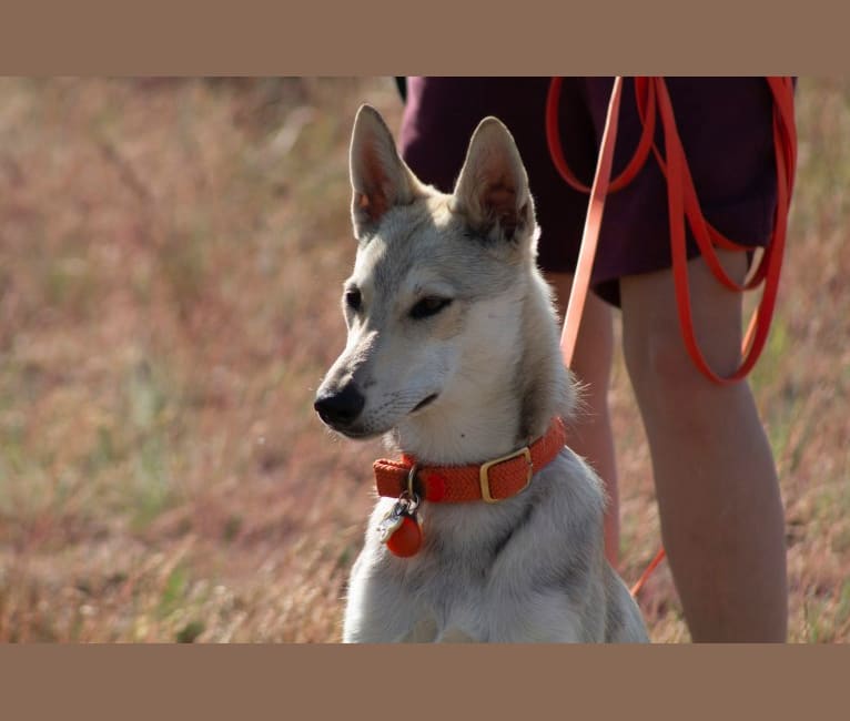Photo of Tesota, a West Siberian Laika, Alaskan Malamute, and Irish Wolfhound mix in Carson, NM, USA