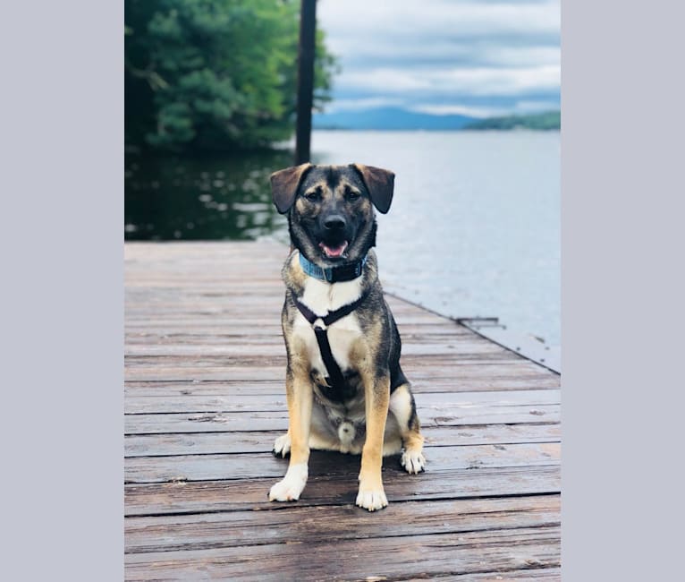 Elkhound beagle mix clearance