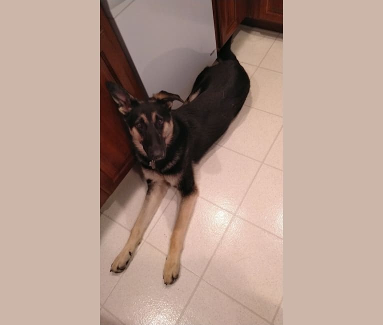 Zeus, a German Shepherd Dog tested with EmbarkVet.com