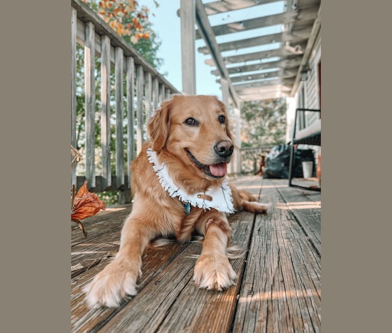 Marley, a Golden Retriever tested with EmbarkVet.com