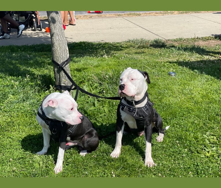 Photo of PANDA LEWIS CANNADY, an American Bully, American Pit Bull Terrier, and American Staffordshire Terrier mix in Stockton, CA, USA