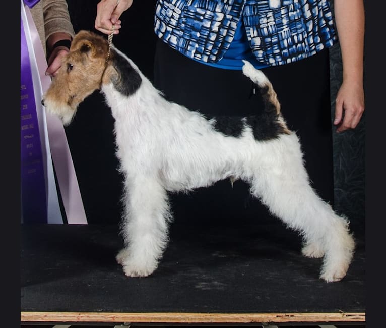 Who, a Wire Fox Terrier tested with EmbarkVet.com