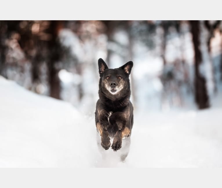 Mowgli, a Labrador Retriever and Alaskan Malamute mix tested with EmbarkVet.com