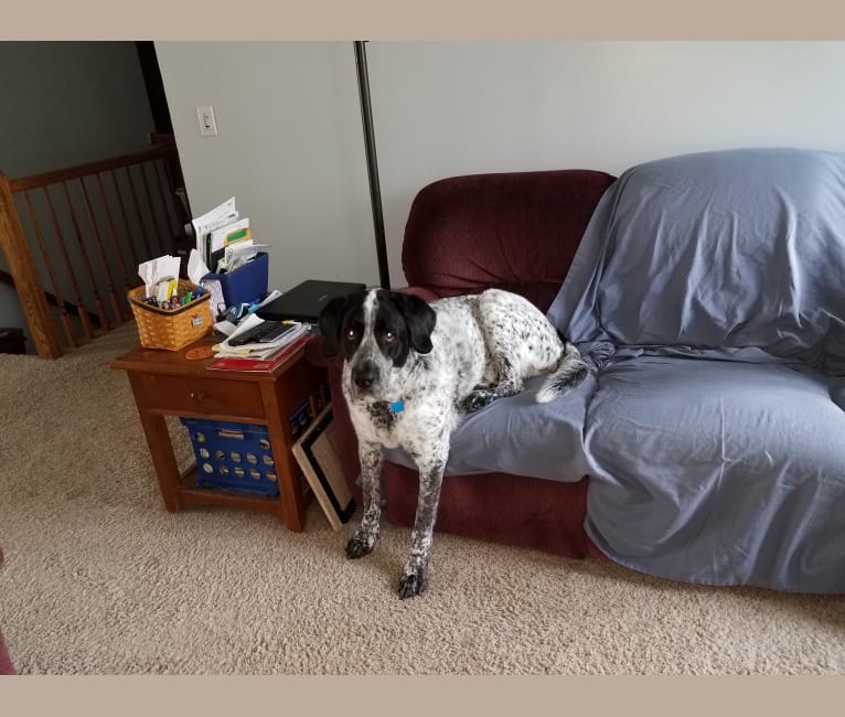St bernard pointer mix sale