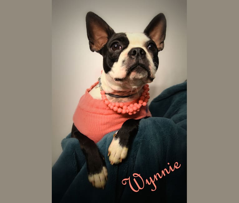 Photo of Wynnie, a Boston Terrier  in Elsie, Kentucky, USA