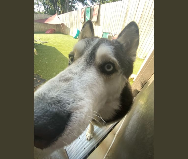 Draco, a Siberian Husky and Alaskan Malamute mix tested with EmbarkVet.com