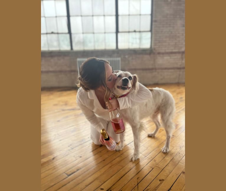 Bogie, a Boxer and Brittany mix tested with EmbarkVet.com