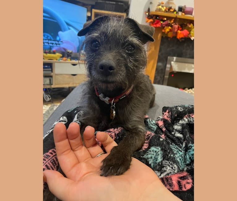 Trico, a Poodle (Small) and Miniature Pinscher mix tested with EmbarkVet.com