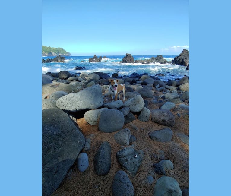 Photo of Tuli, an American Pit Bull Terrier, American Staffordshire Terrier, and Mixed mix in Waimea, Hawaii, USA